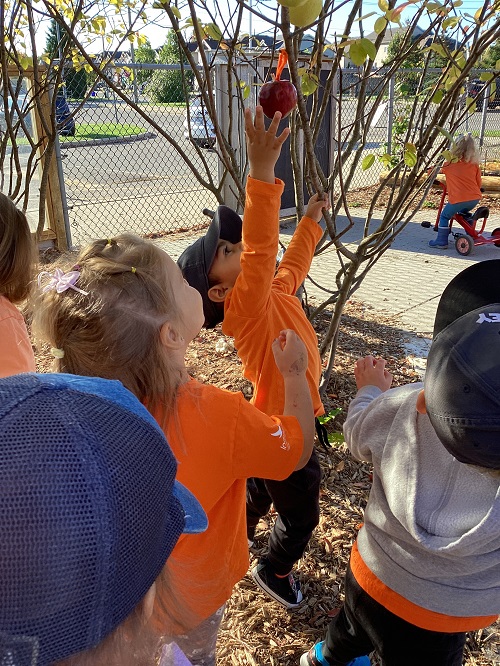 children picking apples from a tree