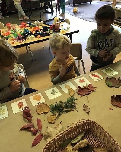 Sorting leaves by colour