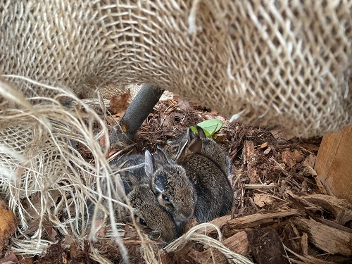 baby bunnies on the playground