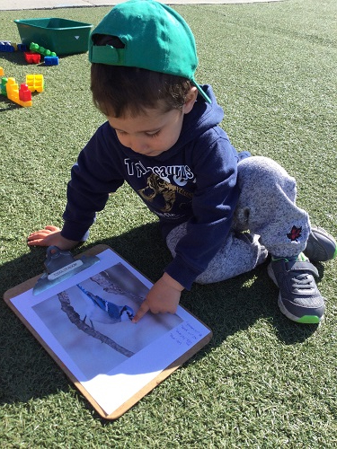 boys observing a photo of a blue jay