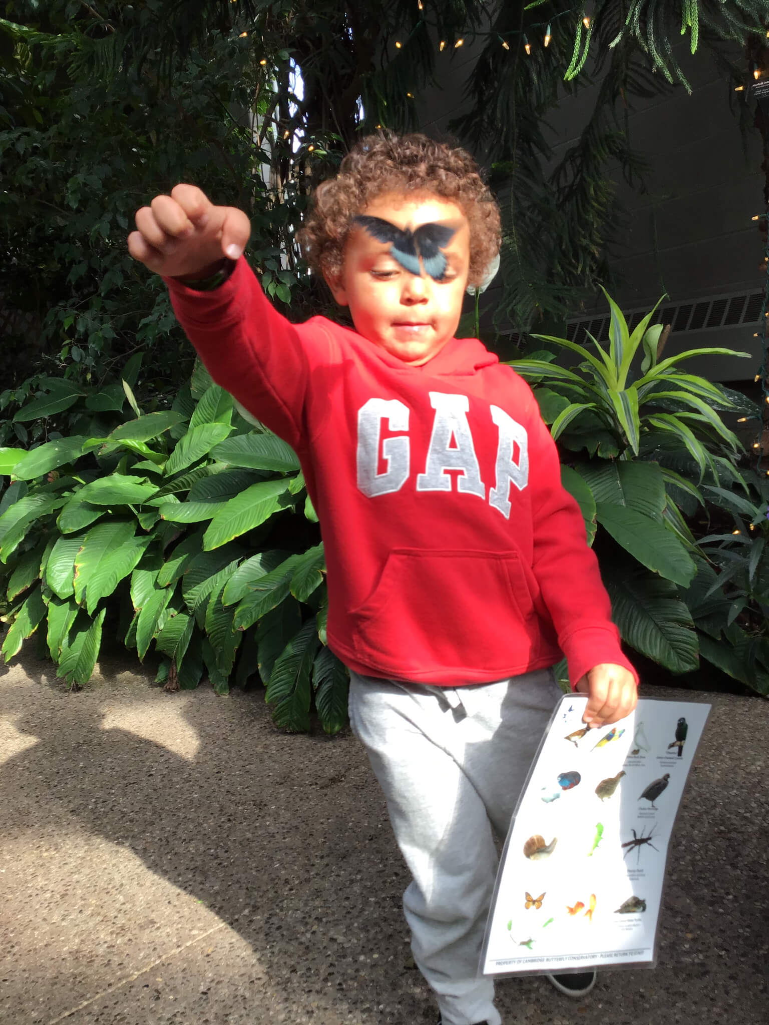 butterfly flying around a child