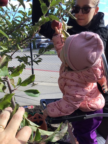 A child apple picking with an educator