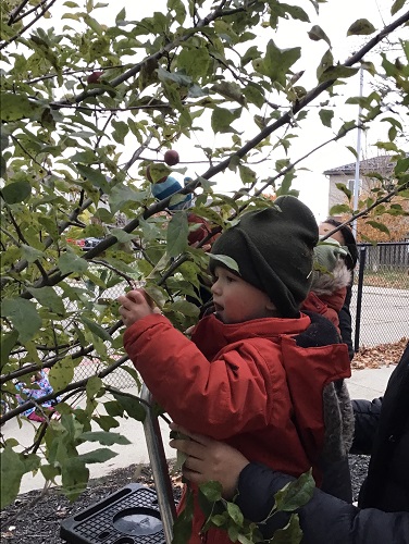 A child picking apples from the tree